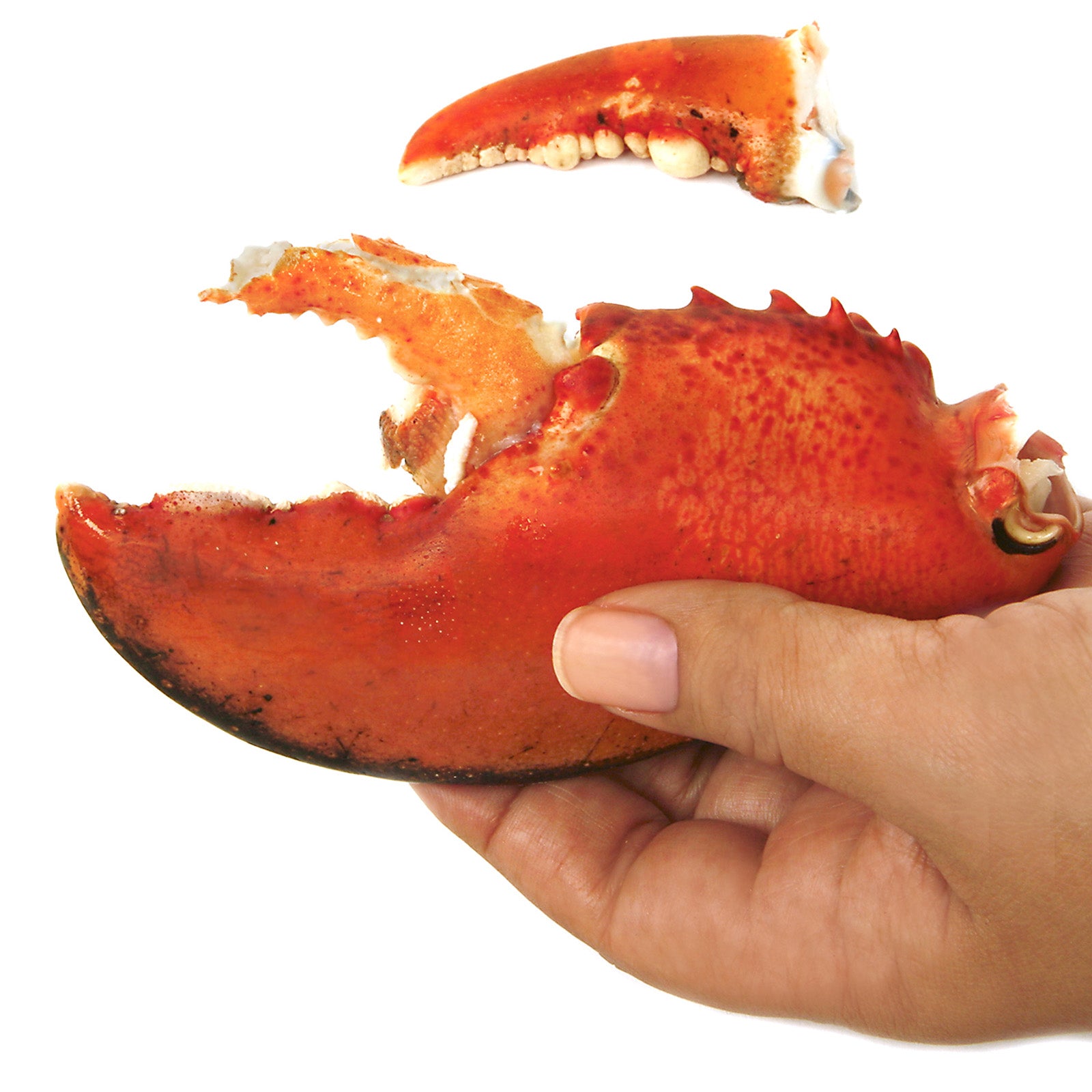 Norpro Ultimate Seafood Shears, 7.5-Inch