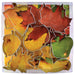 R&M International Autumn Leaf 7 Piece Cookie Cutter Set