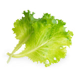 Veritable Lingot Butterhead Lettuce Organic