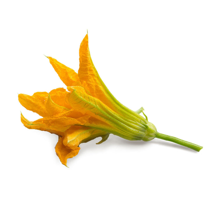 Veritable Lingot Zucchini Flowers Organic