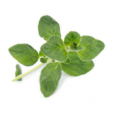 Veritable Lingot Oregano Organic