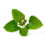 Veritable Lingot Lemon Balm Organic