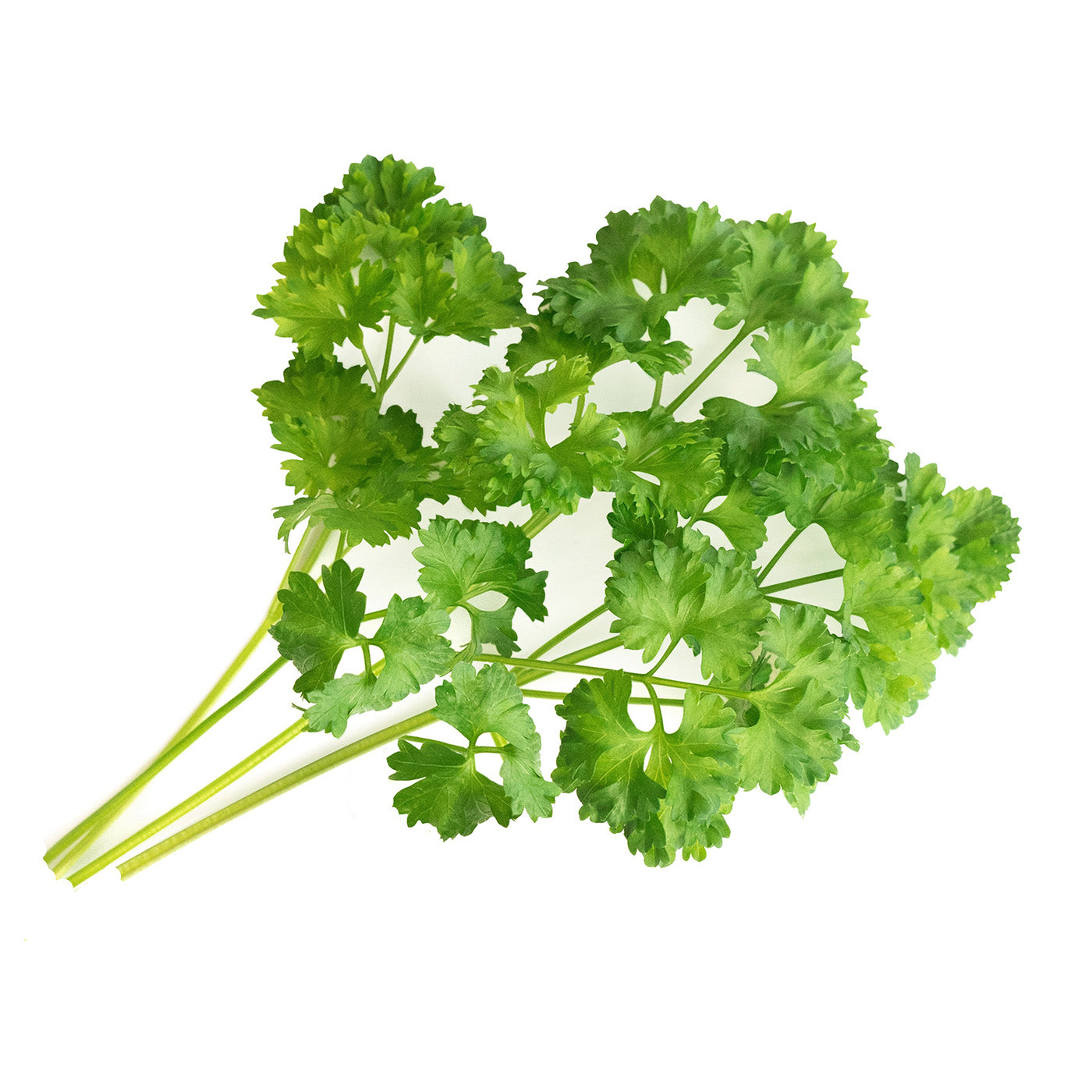 Veritable Lingot Curly Parsley Organic