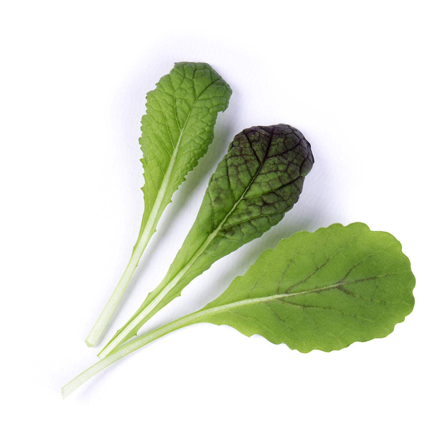 Veritable Lingot Red Giant Mustard Organic