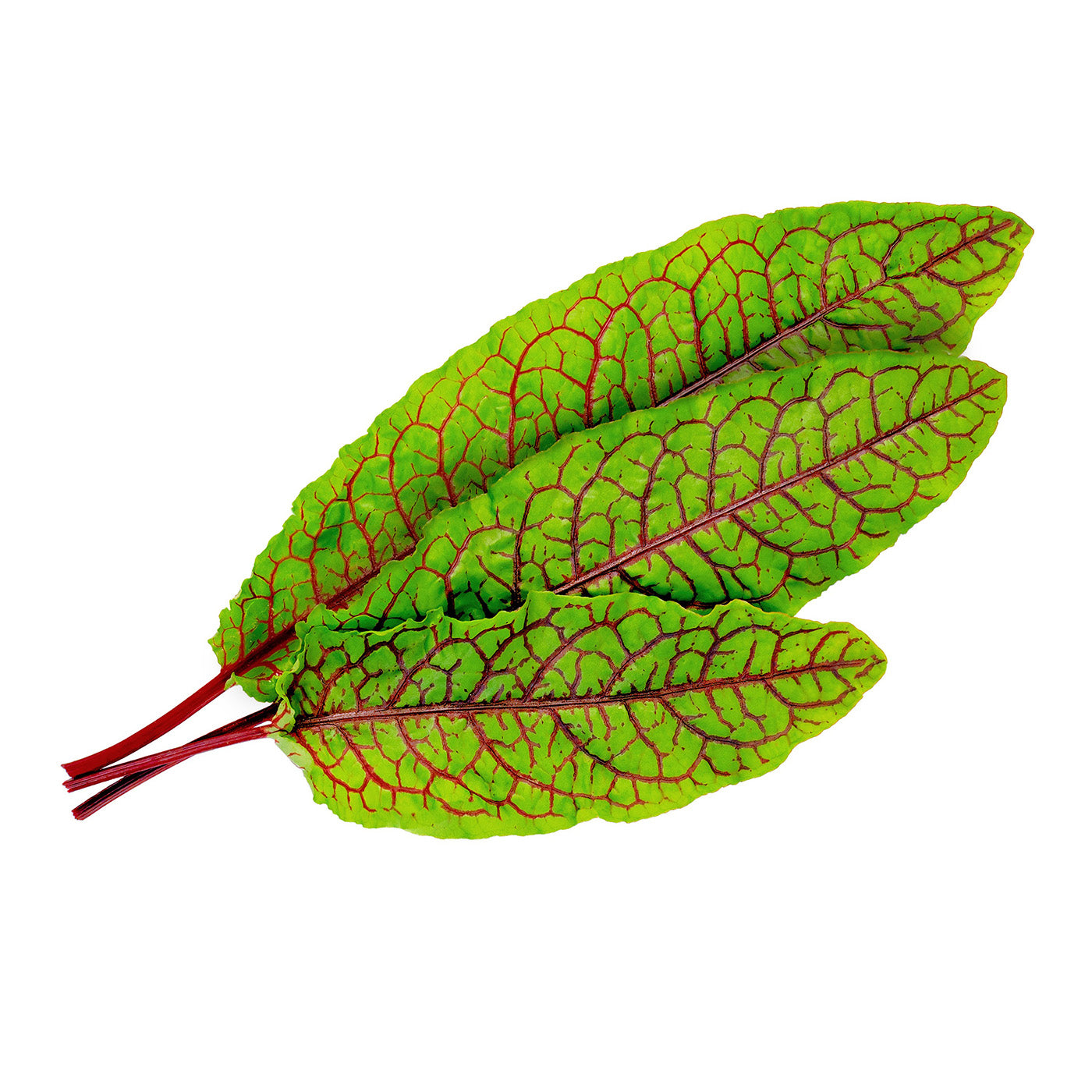 Veritable Lingot Sorrel