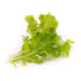 Veritable Lingot Oakleaf Lettuce Organic