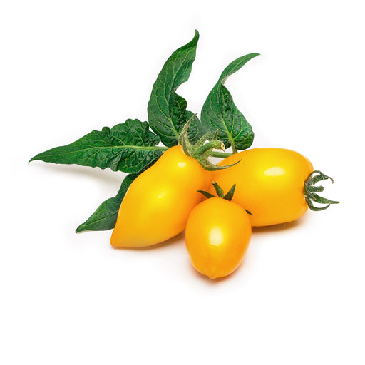 Veritable Lingot Mini Yellow Tomato