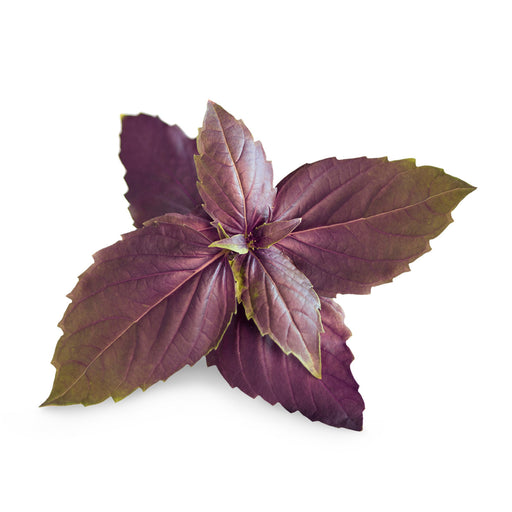 Veritable Lingot Purple Basil Organic