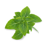 Veritable Lingot Dwarf Basil Organic