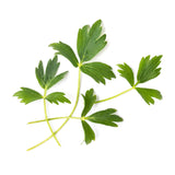 Veritable Lingot Lovage