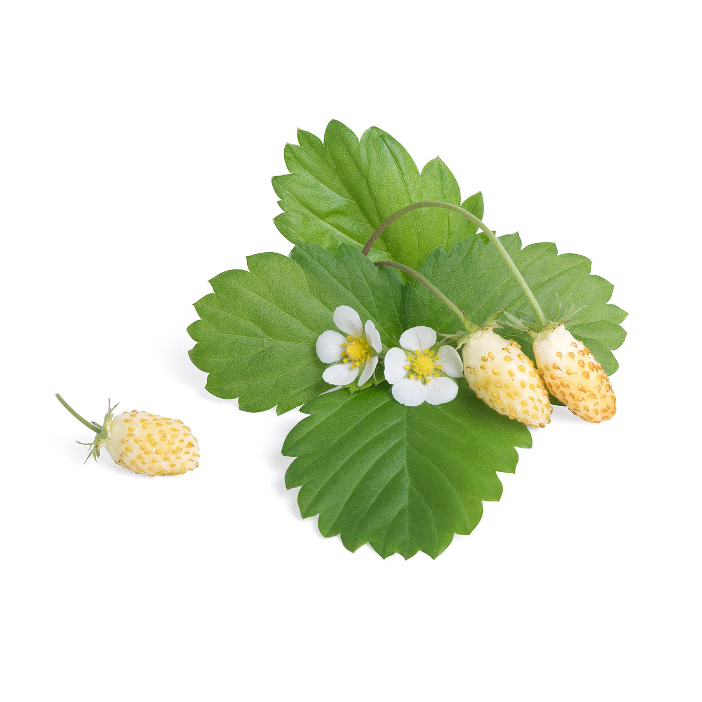 Veritable Lingot White Wild Strawberry