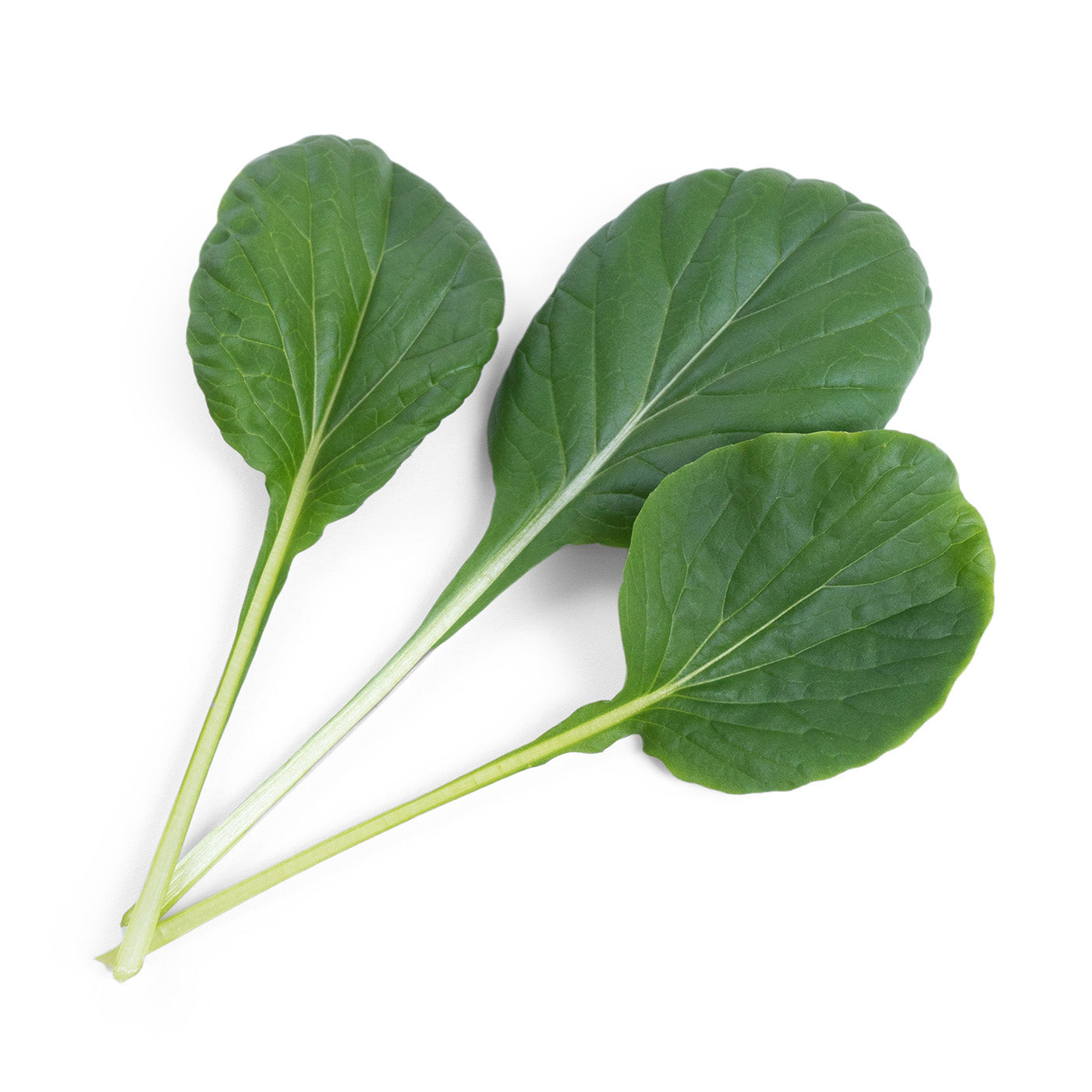 Veritable Lingot Tatsoi Organic