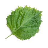 Veritable Lingot Shiso green Organic