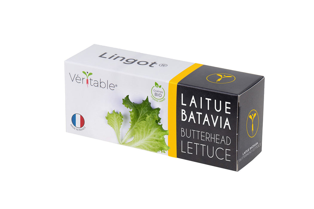 Veritable Lingot Butterhead Lettuce Organic