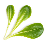 Veritable Lingot Romaine Lettuce