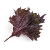 Veritable Lingot Shiso purple Organic